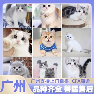 广州猫舍布偶猫蓝金银渐层缅因猫蓝白英短矮脚猫美短起司加白蓝猫