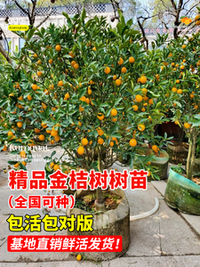 金桔树盆栽树苗客厅可食用果树室内植物四季带果脆皮橘子大型果苗