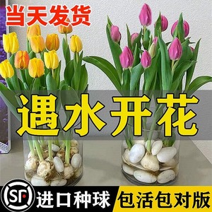 水培郁金香大种球水仙花盆栽花卉绿植物室内百合鲜花好养活风信子