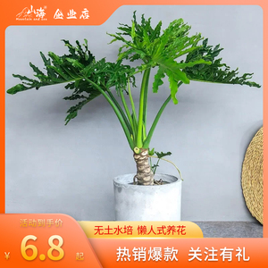 龙鳞春羽水培老桩花境绿植物花卉小天使盆栽庭院室内客厅净化空气