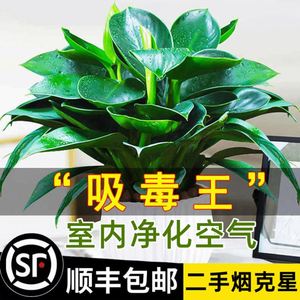 禄萝盆栽绿罗室内绿箩植物室内吸甲醛铂金钻绿萝花卉水培多肉好养