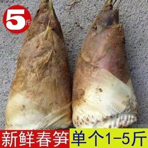 春笋新鲜现挖江西雷笋高山天然深山黄泥冬笋新鲜楠竹笋毛竹笋