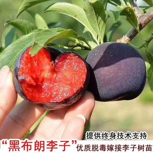 李子树果苗嫁接黑布林李子苗红肉黑布朗庭院地栽南北方种植果树苗