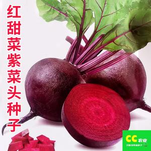 红甜菜紫菜头种子红菜头菜根种籽春秋农家营养丰富榨汁生食蔬菜孑
