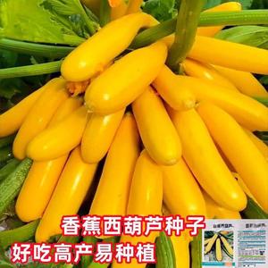 进口香蕉西葫芦种子水果型能生吃黄色西葫芦种籽春季四季蔬菜种籽