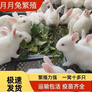 小兔子活物肉兔非一对公母活体宠物兔巨型肉兔家养幼兔苗活兔子小