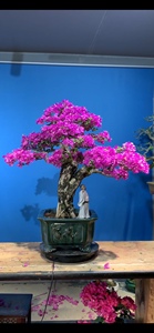 小叶紫大树型三角梅精品盆景造型一物一拍带盆木架包邮