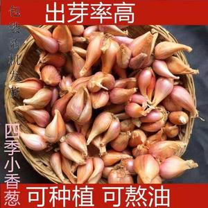 热卖水培香葱种头四川红葱黄葱种籽阳台种菜盆栽蔬菜苗葱种子葱头