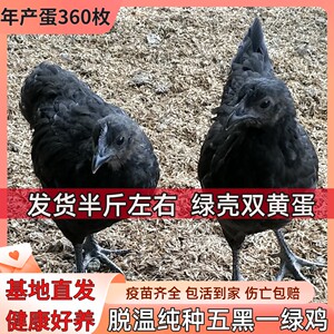 半斤脱温小鸡仔纯种五黑鸡活苗五黑一绿壳蛋鸡乌骨下蛋土母鸡包活