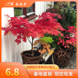 日本红舞姬中国红枫树苗盆栽庭院别墅花境室内造景观四季绿植地栽