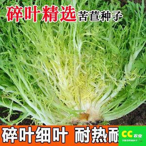 苦苣种子绿叶碎叶苦菊菜盆栽春季夏四季播青菜秋冬季蔬菜种子大全