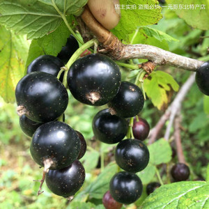 黑加仑果树苗紫莓苗黑醋栗苗黑豆苗当年结果南北方盆栽大地种植苗