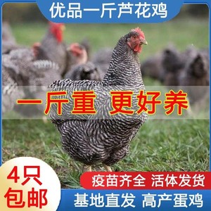 一斤纯种芦花鸡脱温苗1斤汶上芦花鸡大种黑芦花鸡散养成年鸡活体