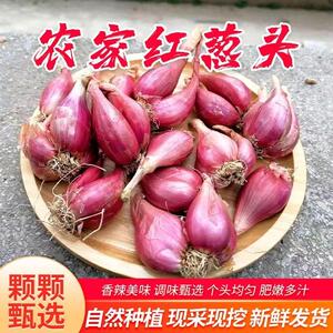 广东本地正宗红葱头商用新鲜红皮干香葱头火葱小香葱种植食用包邮