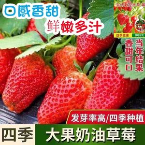 四季奶油草莓种籽结果好养易活室内阳台庭院蔬菜水果盆栽水果种子