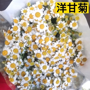 洋甘菊 一把精品鲜花 云南基地直发