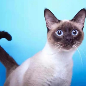 香港发货英短重点色蓝眼布偶猫暹罗猫幼崽长毛海豹色宠物仙女猫咪