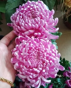 【带花苞发货】陶然醉粉绣球盆栽菊花苗室内外阳台花卉好养四季