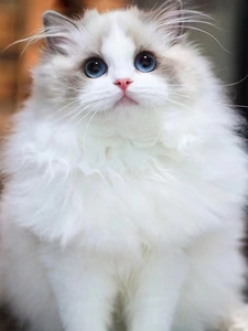 香港发货山纹海双蓝双山猫布偶猫幼猫崽蓝眼长毛仙女猫宠物暹罗猫