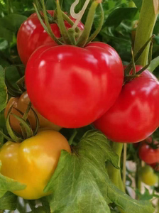 各种番茄苗秧苗粉贝贝樱桃千禧圣女果小柿子苗超甜小西红柿种子