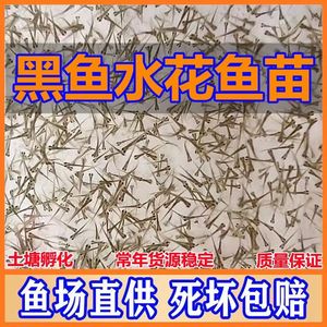 黑鱼水花鱼苗乌鱼乌鳢鱼苗活体淡水养殖食用财鱼苗生鱼苗凶猛食肉