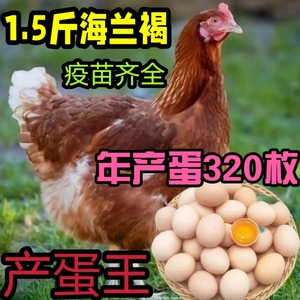 1.5斤正宗海兰褐高产蛋小鸡活苗半大青年鸡鸡苗农家散养土鸡活苗