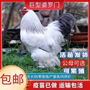 纯种婆罗门鸡活苗巨型梵天鸡活体观赏鸡宠物鸡小鸡活苗超大体包活