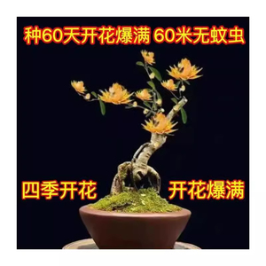 盆栽天然檀香苗平安聚财纳福金莲花苗花卉南北方种植耐寒驱蚊驱虫