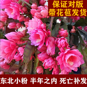 东北小粉色令箭荷花大苗多肉重瓣带花苞仙人剑昙花原盆栽带根开花