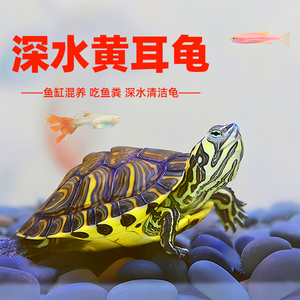 黄耳龟深水龟鱼缸混养小乌龟活物冷水龟淡水观赏龟长寿招财吃粪龟