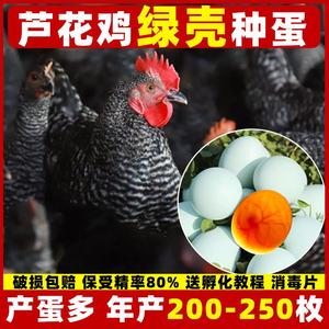 芦花鸡种蛋受精蛋可孵化纯种汶上芦花五黑鸡高产蛋绿壳种鸡蛋受精