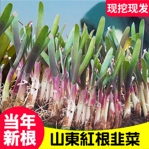 山东寿光独根紫红韭菜根现挖头茬蔬菜一年四季高产细叶小香韭种子