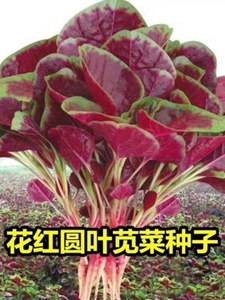 红圆叶苋菜种子耐温四季播盆栽阳台庭院种性优良原厂红圆苋菜种子