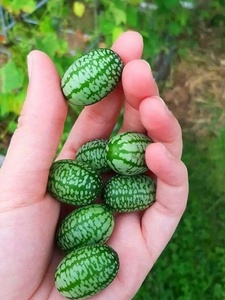 拇指西瓜种子袖珍迷你小西瓜可食用阳台盆栽观赏特色蔬菜水果种子