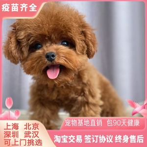 上海基地出售CKU纯种泰迪幼犬活体宠物狗狗茶杯体犬黑灰红棕色狗