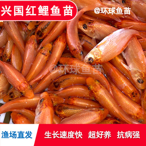 兴国红鲤鱼苗可食用可观赏淡水鱼塘养殖红鲤鱼苗大品种荷包红鲤鱼