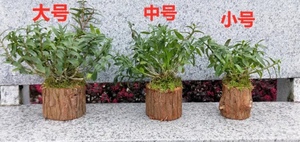 浙江温州雁荡山铁皮石斛可食用植物带木桩盆栽室内室外都可种植