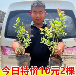 蓝莓树果苗南方北方果树果苗盆栽地栽蓝莓树抗寒新品种特大蓝莓苗