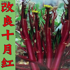 红菜苔种子早熟春季蔬莱孑广东菜心籽四季红菜心南方蔬菜种子大全
