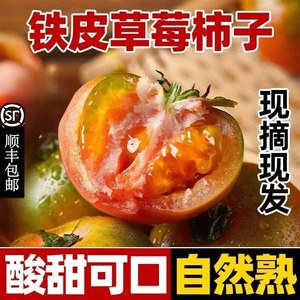 丹东盐碱地铁皮柿子草莓柿子5斤绿腚碱地油柿铁皮西红柿水果番茄