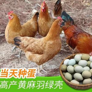 麻羽绿壳种蛋高产麻羽绿壳蛋鸡黄羽绿皮鸡蛋可孵化受精蛋的种蛋