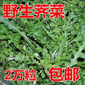 纯野生荠荠菜种子 特菜野菜种子农家老品种蔬菜种子春 四季播包邮