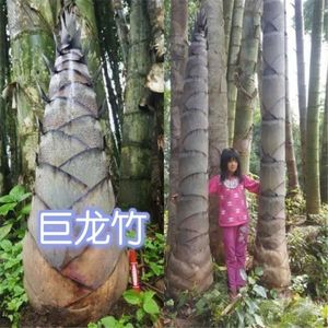 大型楠竹种子巨龙竹种子易种可食用竹笋种植四季长青毛竹苗巨龙竹