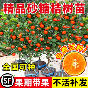 沙糖桔子树苗带果地栽果树盆栽蜜柑橘南方北方种植砂糖橘子树果苗