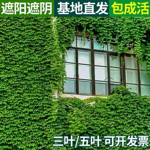 爬山虎爬藤绿植物四季长青藤室外庭院三五叶护坡藤蔓攀爬墙虎树苗