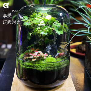 办公室桌面自循环微观生态瓶摆件苔藓鲜活diy造景玻璃绿植生态缸