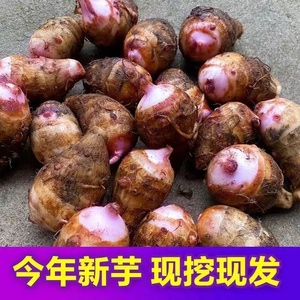 广西红芽芋头5斤新鲜毛芋艿粉糯红嘴小芋头农家现挖芋仔蔬菜香芋