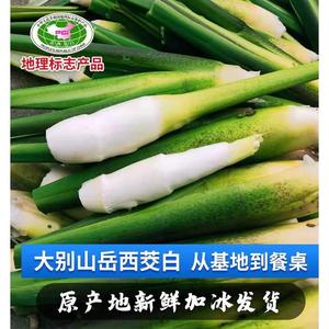 2024年新鲜茭白上市时令农家蔬菜农家种植高笋茭儿菜月子下奶食材