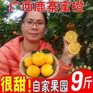 鹿寨蜜橙广西橙子新鲜甜橙10斤孕妇水果当季现摘储橙无核冰糖纯甜