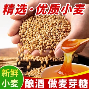 2023年新小麦粒子食用带麸皮麦芽糖发胚芽100斤种子猫草酿酒磨面